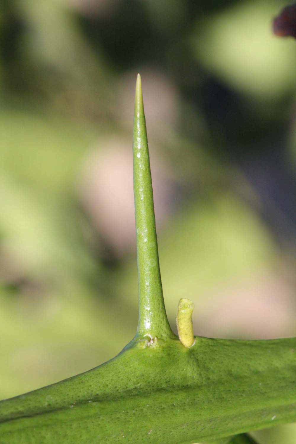              First year twig (Riverside, CA)       